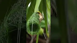 Weaver magic build nest 11#birds