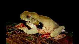 Rainforest Sounds: Forest Swamp