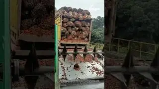 Palm oil production: harvesting and processing