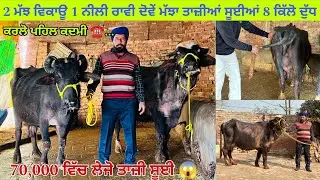 ਪ੍ਰਗਟ ਕੋਲ 2 ਮੱਝਾ ਤਾਜ਼ੀਆਂ ਸੂਈਆਂ ਮੁੱਲ ਬਿਲਕੁਲ ਜ਼ਾਇਜ ਲੁੱਟ ਲਓ ਮੇਲਾ ਪਿੰਡ ਬੰਗਾਲੀਪੁਰ (ਤਰਨਤਾਰਨ)
