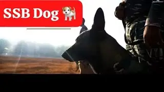 India's SSB 36bn Dog 🐕 Squard ! How the Ssb working dog and travel ! New Challenge for Suduma and Me