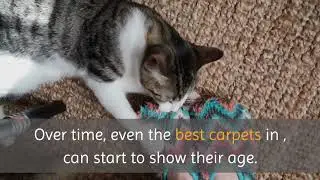 Carpet Cleaning Chesapeake | 757-558-0805 | Southside Restoration & Carpet