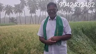 பாரம்பரிய நெல் ரகங்களை பாதுகாக்கும் நபர் 