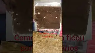 Atualiza&ccedil;&atilde;o minhas duas rainhas de Solenopsis #ants #formiga #formigueiro #viral #shorts