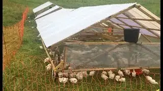 S5 ● E45 Weathering a storm with 3 week old broilers