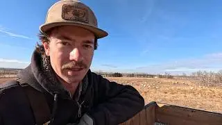 Post-Summer Sheep Farm Update