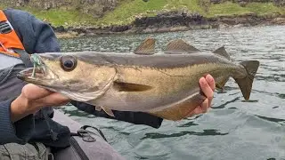 BIG Pollack Fishing: Pollack, Mackerel & Coalfish Kayak Fishing UK