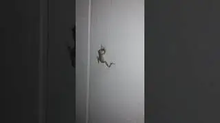 Frog is denied