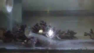 Uropterygius Micropterus, newly caught