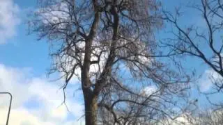 Jackson Park Eco Restoration