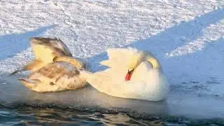 The Crow is not knowing what to do with the fact that the Bread is in the Neck of the Swan (4K)