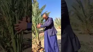 زراعة فسائل النخيل بالطريقة العراقية #اكسبلور #garden #نباتات #اشجار #النخيل #النخلة #زراعة #plants