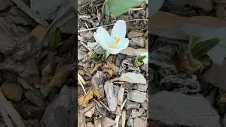 Crocus Ice Queen Snow Crocus #crocus #icequeen #flowers #blooming #springflowers #gardenvlog #garden