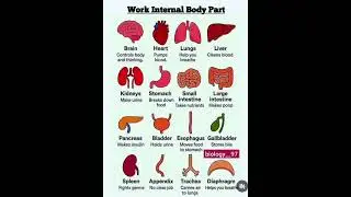 internal body part work