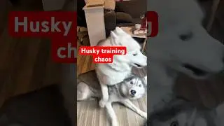 Тренировка хаски: как&hellip; 😂 Забавный хаос! #хаски #тренировкахаски #сибирскийхаски #хаски #huskylive