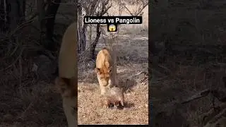 Lioness vs Pangolin 😱🦁 | Nature&rsquo;s Ultimate Defense | शेरनी बनाम पैंगोलिन #shorts