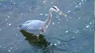 heron close up