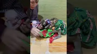 Baby Monkeys Eating Watermelon 🍉🐒 | Sweet Family Sharing Time