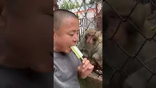 play with angry monkey #recommended #shorts #monkey #funny #funnyvideo