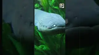 Quick Electric Eel Facts - Nature's Taser - Animal a Day #shorts