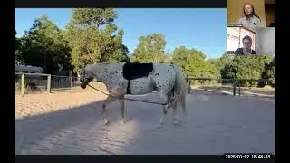 Transitioning Balance from Forehand to Hindquarters