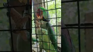 #parrot #youtubeshort #beautiful #foryou #sunconure #rawparrots