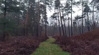 Morgens Wandern im Bienwald