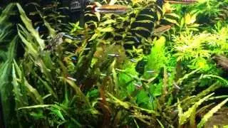 Cardinal Tetras