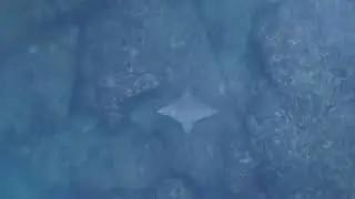 Aerial Footage Shows Shark Chasing a Stingray