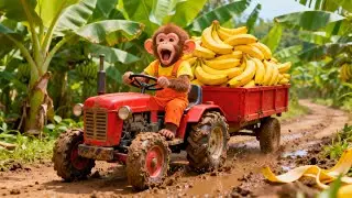 Monkey Farmer Drives Tractor & Harvests Bananas 🍌🚜
