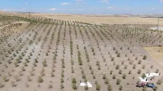 Diyarbakır'da Meyvecilik