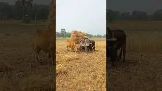 How Bullock Carts Work: A Step-by-Step Guide।#shorts #animals #viralvideo