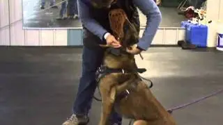 Muzzle Attacks Off Object Guard with Michael Ellis and Jackson
