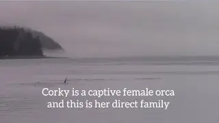 Corky&rsquo;s (captive orca) Direct Family | Orca Camp Vancouver Island
