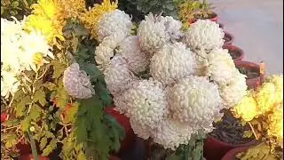 Winter flowers 💐 What's app status video 30 seconds | nature love background 😍 