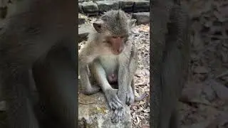 Monkeys grab peanuts.