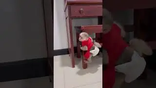 #monkeyboy