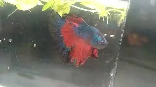 #newbeta #betafish #aquariumtank #aquariumhobby #discus #discusfish #discustank #aquariumfish