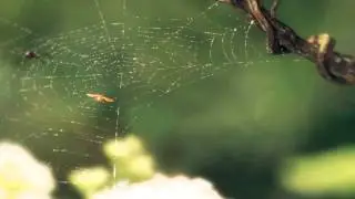 Spider Web Simulation