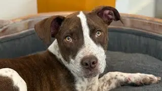 Bruce - GSP, Australian Cattle dog mix Training 