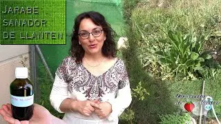Jarabe Sanador de Llantén | Plantago Menor