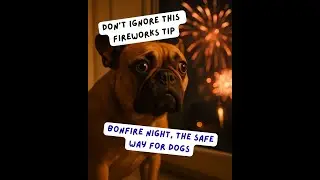 Episode #2.43 - Fireworks Night: How to Keep Your Dog Calm, Safe and Happy