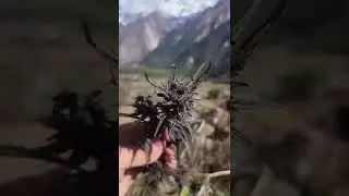 Purple Haze of Gorkha, Nepal 😍  #shorts #purplehaze #marijuana #nepal