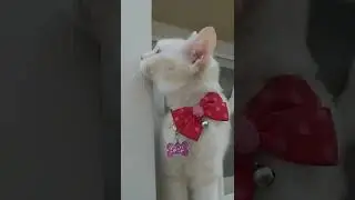 Cute and adorable cat ready to explore everywhere