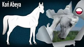 Koń Abeya, rasowy Koń Arabski wysoko ceniony za urodę, Rasy koni