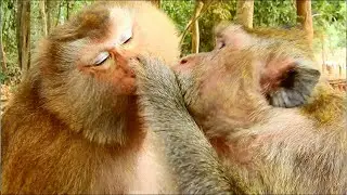 WOW !! Very Sweet & Lovely Big Bertha Monkey Come To Giving Best Kiss And Grooming For Big Pigtail M