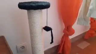 les accessoires pour chat