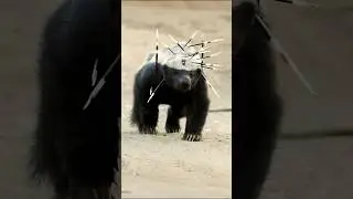 Why is Honey Bazaar not afraid