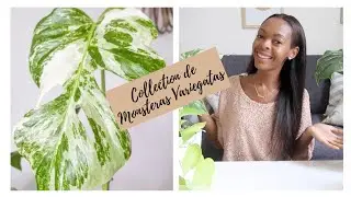 🌱 La MONSTERA VARIEGATA: présentation de ma collection + besoin de votre aide 🌱 #planteendétresse