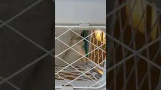 &ldquo;You&rsquo;re too big for this crate, it&rsquo;s time to move on.&rdquo;